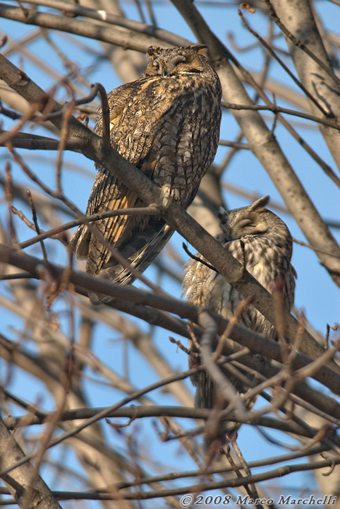 Roost di gufi